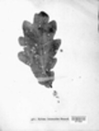 Xyloma lichenoides image